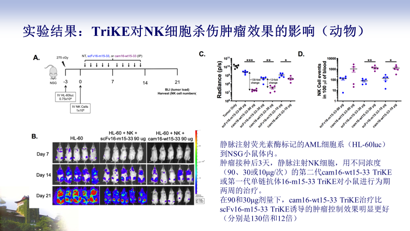 免疫治疗新策略：三臂抗体让NK细胞具有靶向杀伤肿瘤的特性