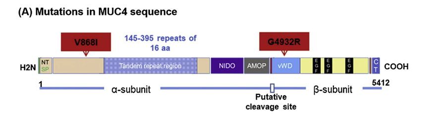 MUCIN-4(MUC4)：肽疫苗策略的新靶点